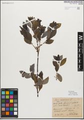 Foto von Salix myrsinifolia Salisb.